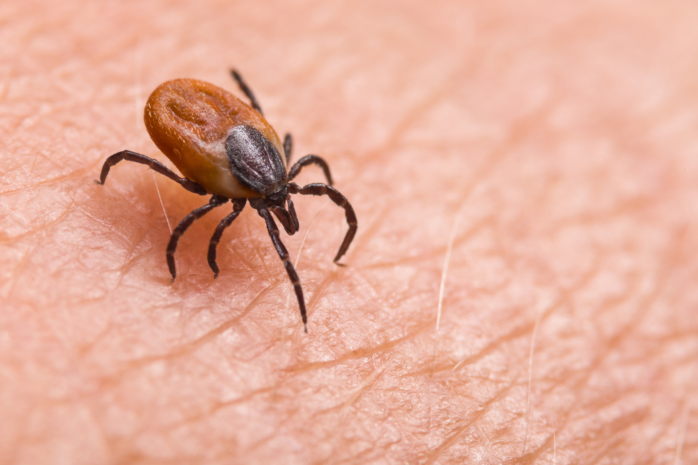 Lyme disease: Chaudière-Appalaches in the endemic area